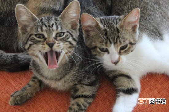 中国狸花猫在国外价格，高达900美元一只