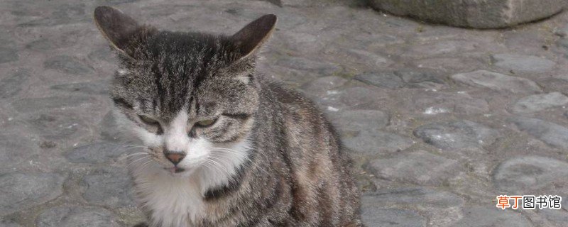 中国狸花猫在国外价格，高达900美元一只