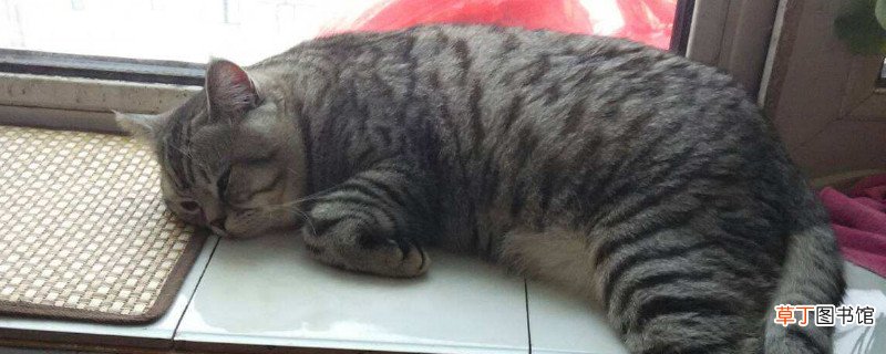 狸猫是土猫吗