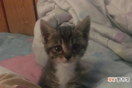 梨花猫是什么意思