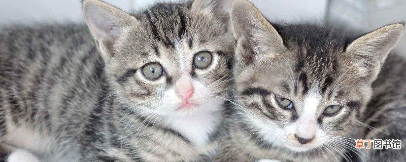 狸花猫怎么养