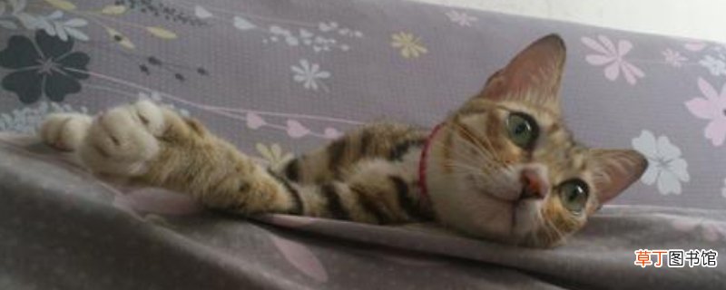 狸花猫从小养会很乖吗