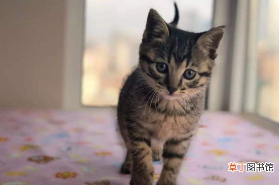 狸花猫从小养会很乖吗