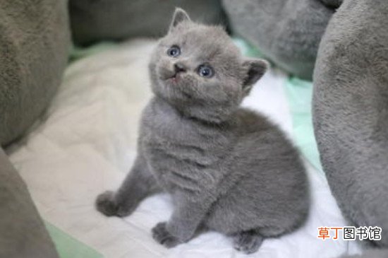狸花猫为什么不喜欢被抱