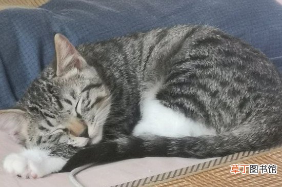 狸花猫和虎斑猫的区别