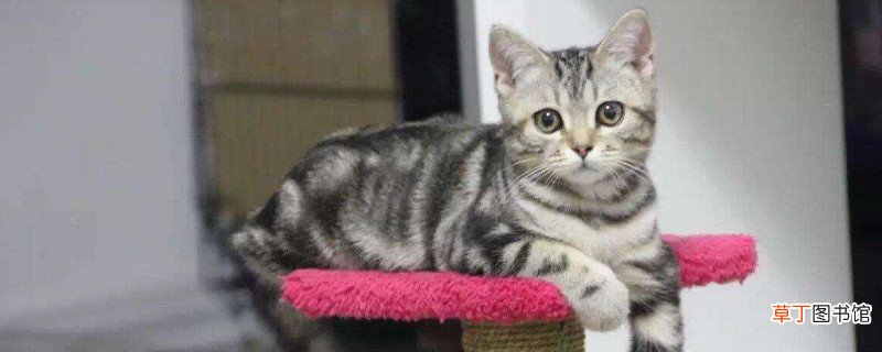 狸花猫和虎斑猫的区别