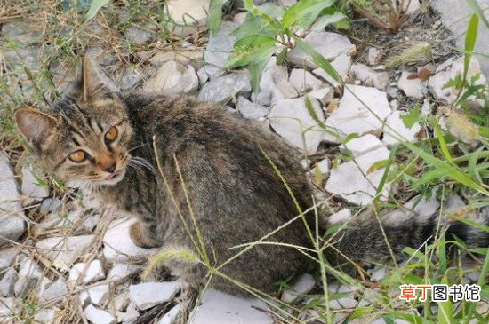 狸花猫和虎斑猫的区别