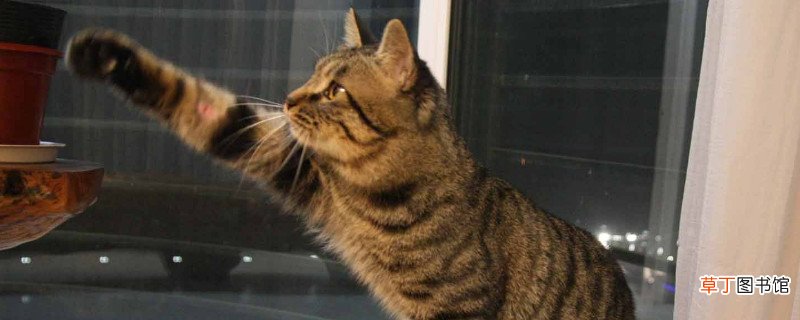 狸花猫多大才认主人