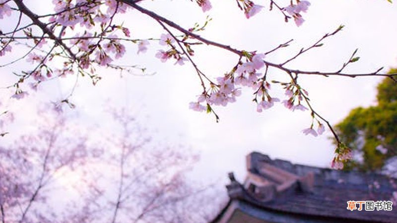 日本樱吹雪什么意思