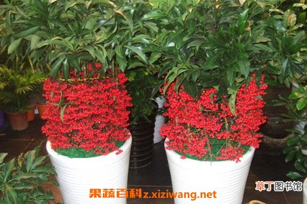 富贵籽和朱砂根的区别