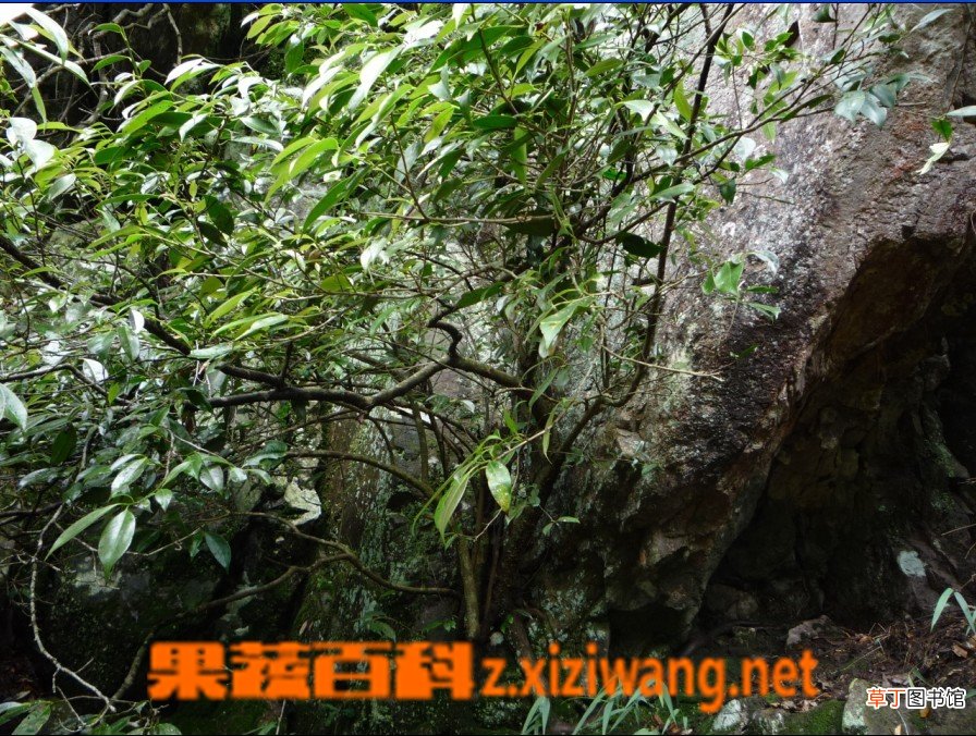石崖茶属于绿茶吗