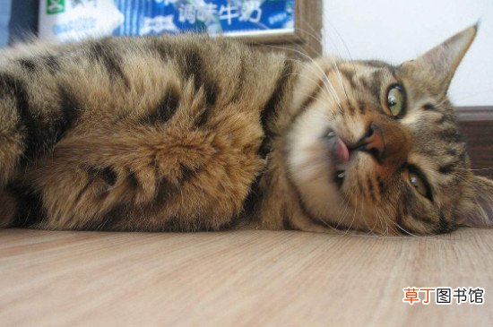 为什么狸花猫很少有人养
