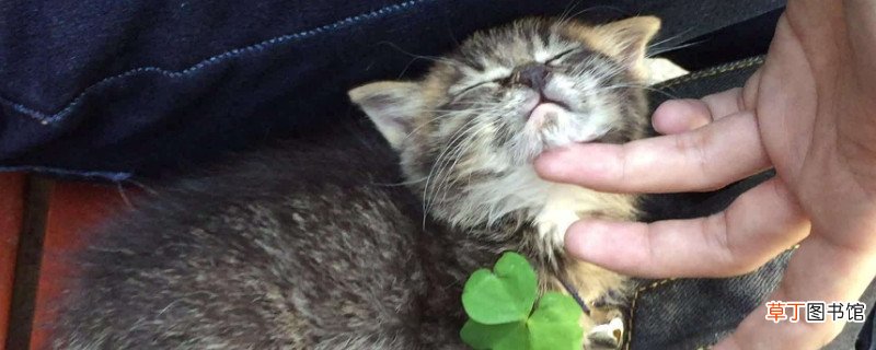 为什么狸花猫很少有人养