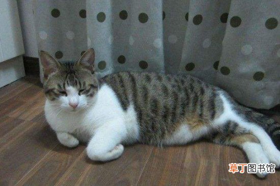狸花猫喜欢挨着人睡觉吗