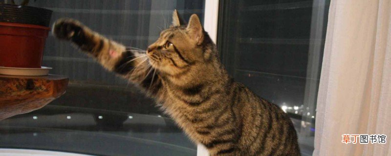 狸花猫认主人的表现