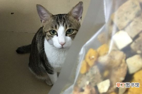 狸花猫认主人的表现