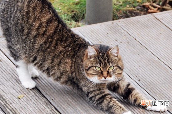 狸花猫对主人好的表现