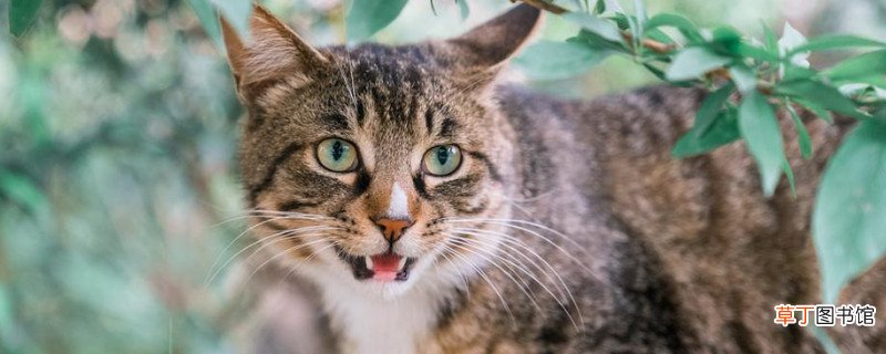 狸猫是什么猫