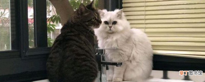 狸花猫几个月才认主人