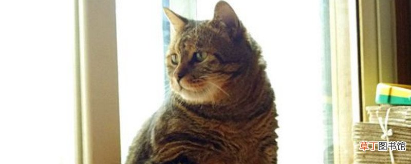 狸花猫可以吃饭吗