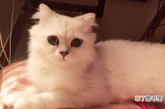 金吉拉适合新手养吗