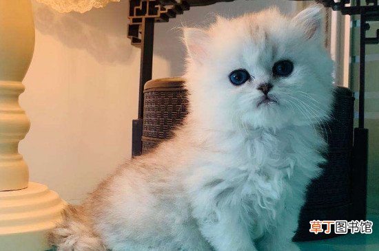 金吉拉适合新手养吗