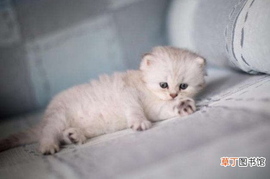 金吉拉猫好养吗