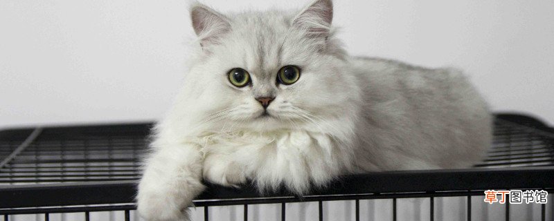 金吉拉猫好养吗