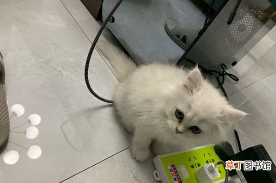 金吉拉猫认主人的吗