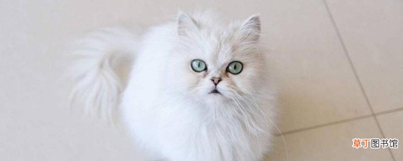 金吉拉猫认主人的吗