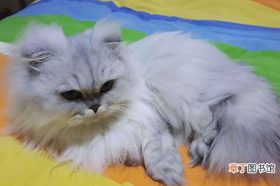 养金吉拉猫的弊端