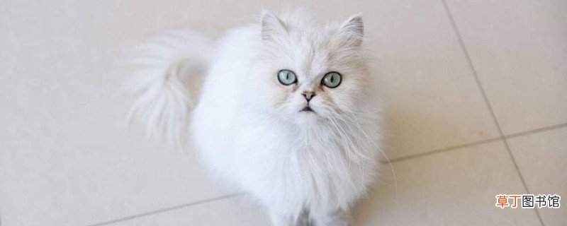 养金吉拉猫的弊端