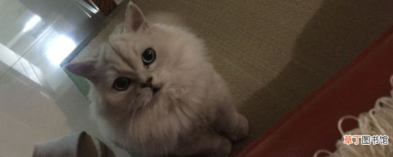 为什么金吉拉养不胖