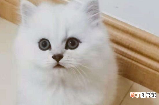 金吉拉与长毛渐层的区别