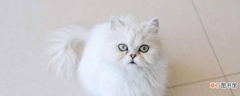英国长毛猫和金吉拉的区别