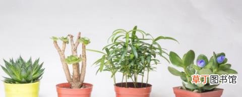 铁皮石斛盆栽种植方法 铁皮石斛盆栽种植方法是什么