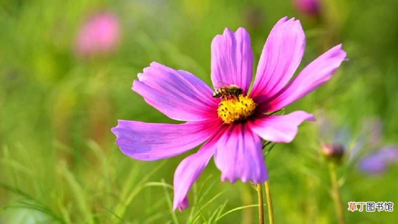 口吐芬芳是什么梗