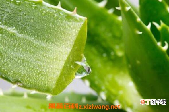 新鲜芦荟怎么煮水 怎样自制芦荟水
