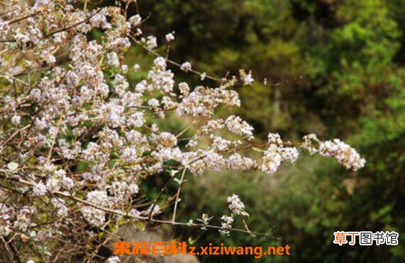 野桃花的作用与功效 野桃花的药用价值