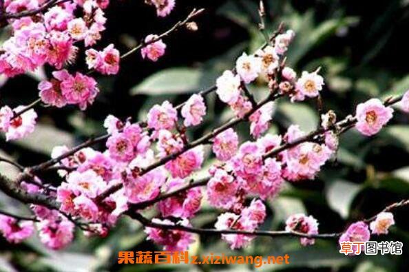 野桃花的作用与功效 野桃花的药用价值
