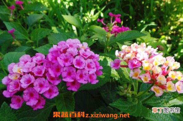 马缨丹花的功效与作用 马缨丹花的药用价值