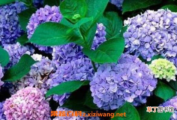 绣球花如何水养保鲜 绣球花怎么在花瓶里养
