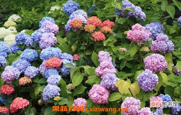 绣球花如何水养保鲜 绣球花怎么在花瓶里养