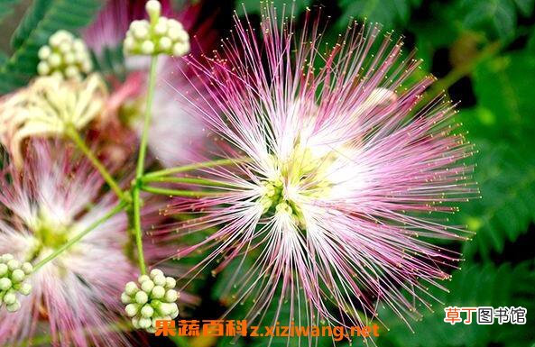 合欢花到底怎么养 合欢花的养殖方法和注意事项