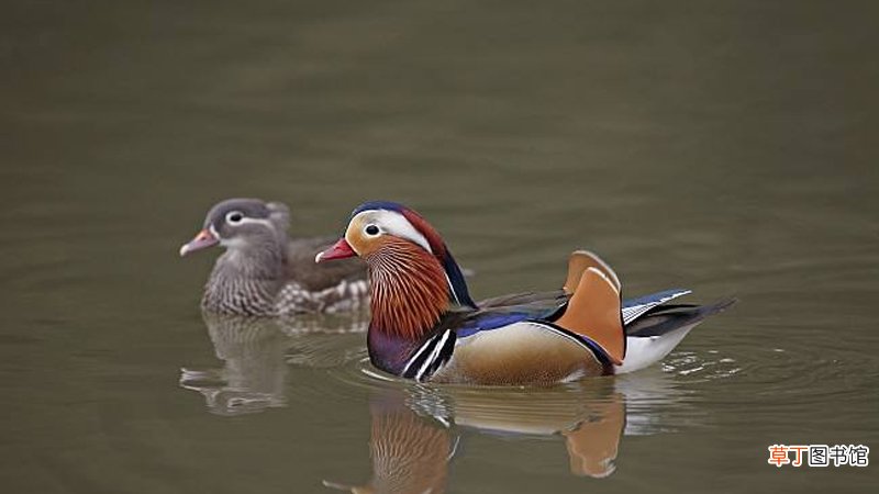 绣品上的鸳鸯一般有什么含义