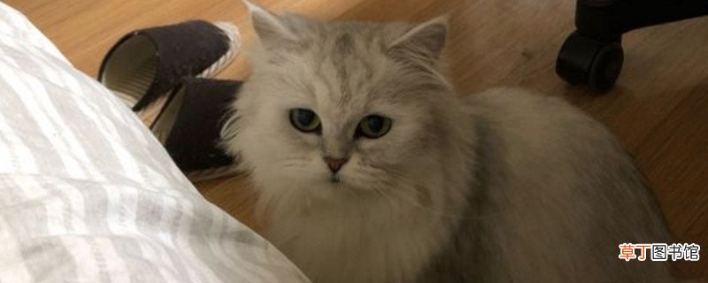 金吉拉属于短鼻猫吗