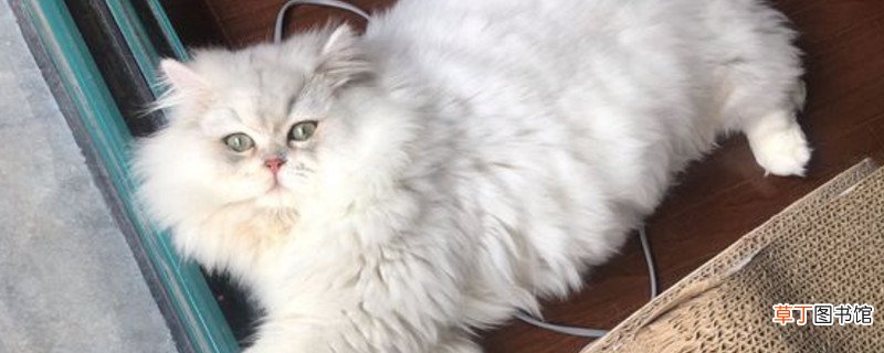 金吉拉几个月眼睛变绿