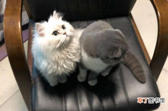 金吉拉好养吗
