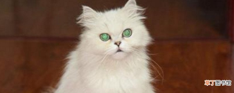 金吉拉猫会不会咬主人