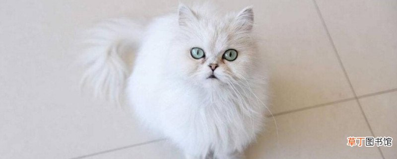 金吉拉一次能生几个